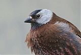 Gray-crowned Rosy-Finch